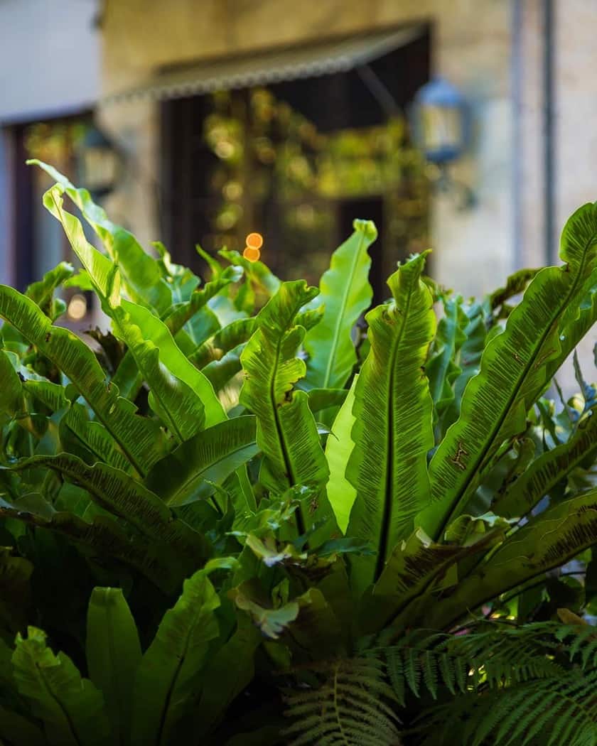 Dettaglio di infissi originali di Villa Necchi, esempio di design razionalista